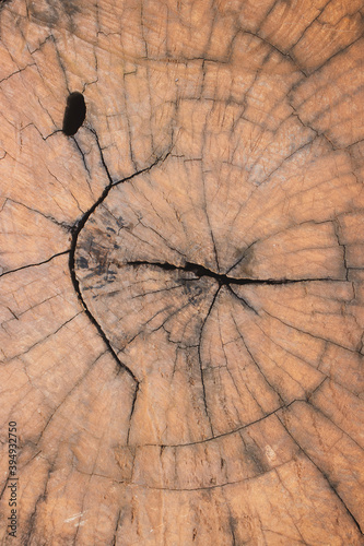 Log wood texture background, close-up, pattern natural, Portrait photo