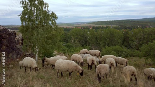 Schafe auf einer Wiese an der Teufelsmauer im Harz bei wolkigem Wetter