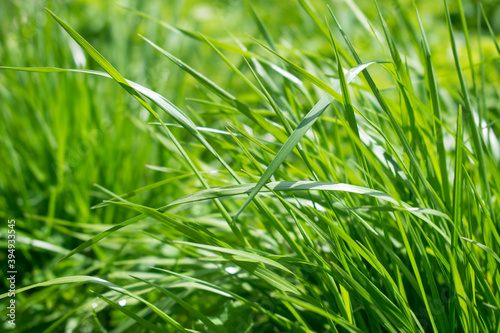 Close-up of grass on a meadow in the sunlight