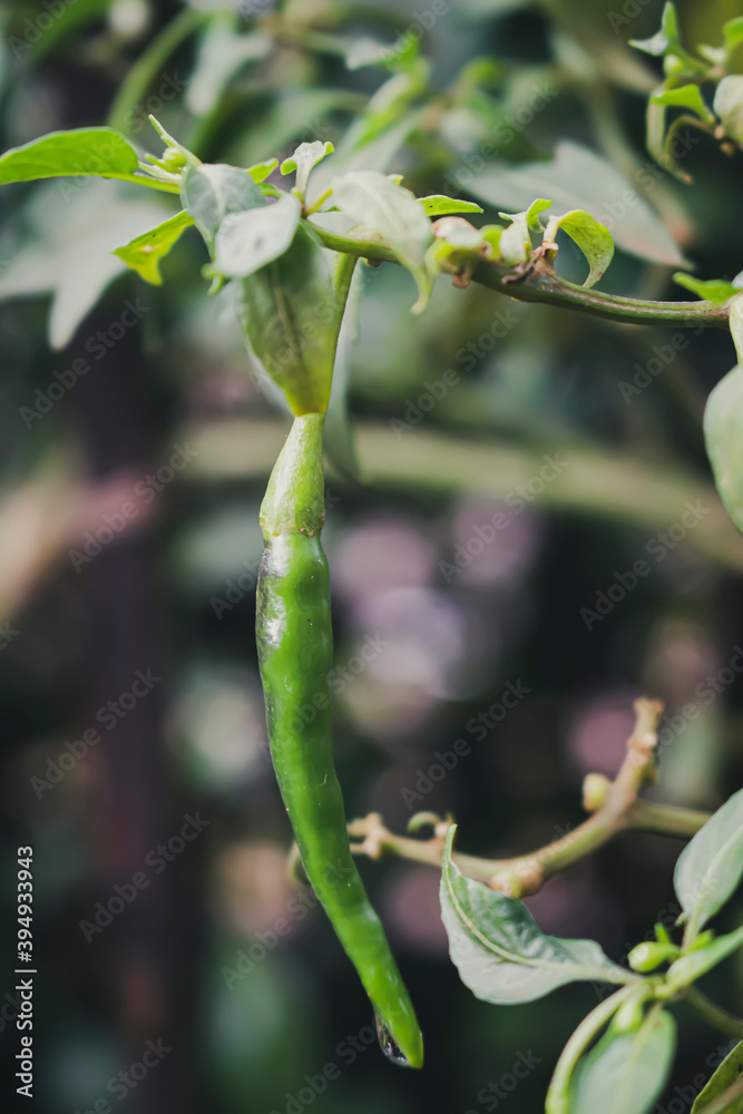 Green chilies that were not harvested in garden, Close-up Green chilies that were not harvested in garden, Close-up