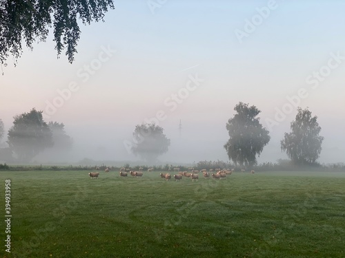 misty morning in the park