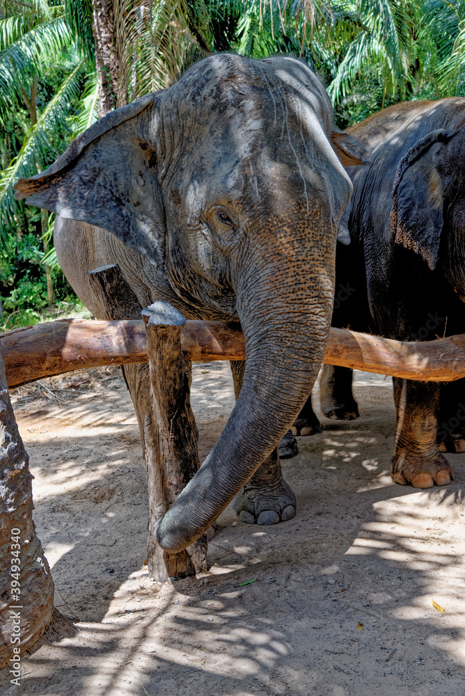 Fototapeta premium Elephants at Krabi Elephant House Sanctuary