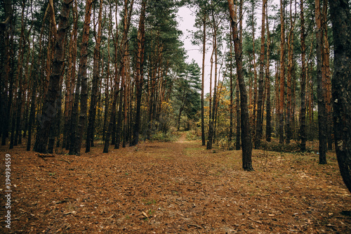  autumn forest landscape on gray november day