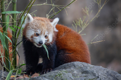 Panda roux ou panda éclatant