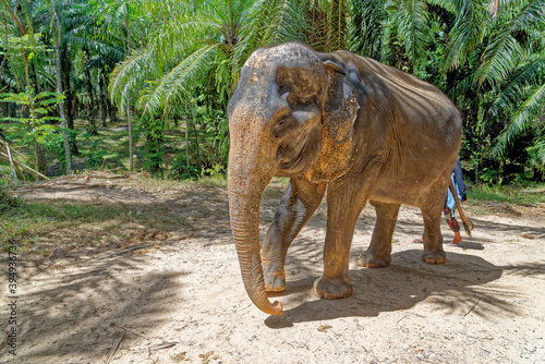 Photography Elephants at Krabi Elephant House Sanctuary
