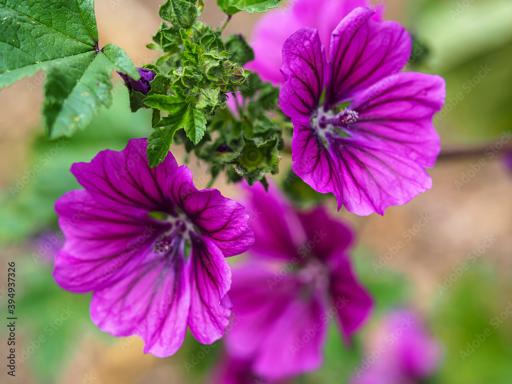 Closeup of beautiful purple mallow flowers and green leaves, Malva sylvestris, in a garden