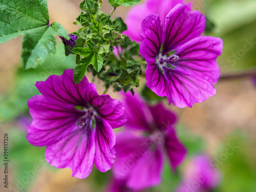 Closeup of beautiful purple mallow flowers and green leaves  Malva sylvestris  in a garden