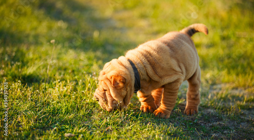 Shar Pei puppy sniffing out something