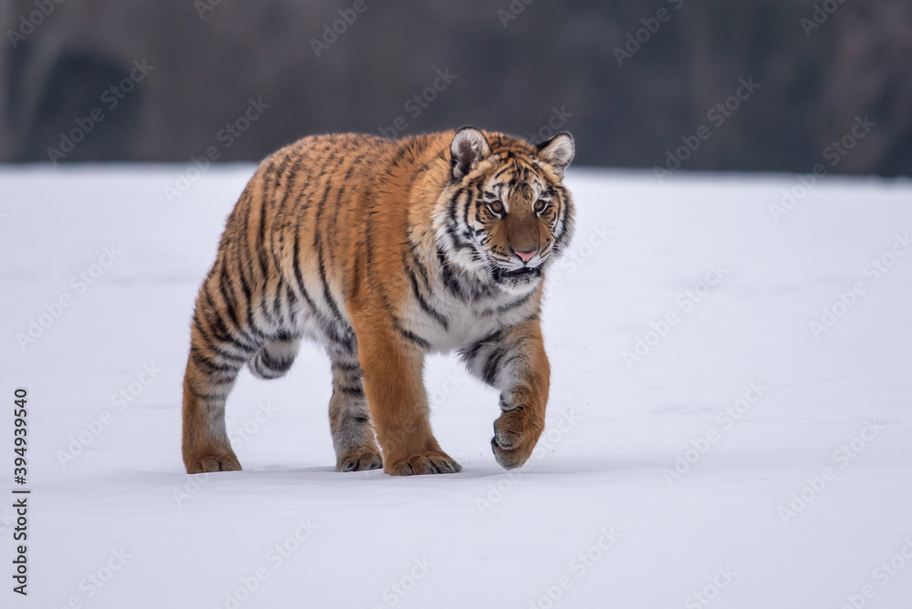 Fototapeta premium Siberian Tiger running in snow. Beautiful, dynamic and powerful photo of this majestic animal. Set in environment typical for this amazing animal. Birches and meadows