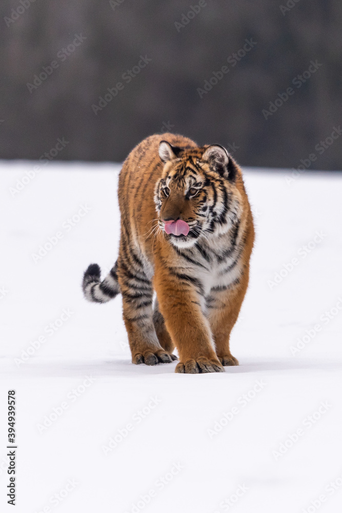 Obraz premium Siberian Tiger running in snow. Beautiful, dynamic and powerful photo of this majestic animal. Set in environment typical for this amazing animal. Birches and meadows
