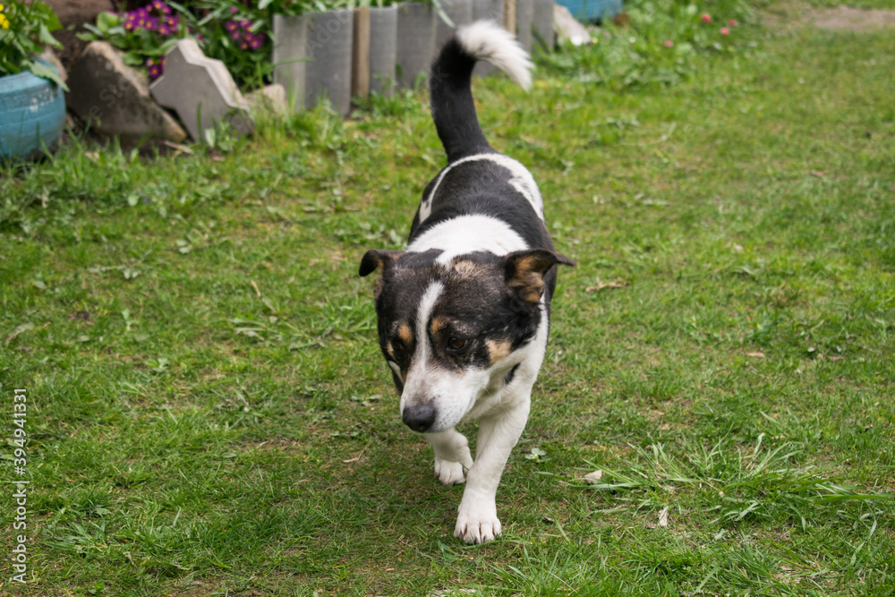 A village dog walks across the lawn A village dog walks across the lawn