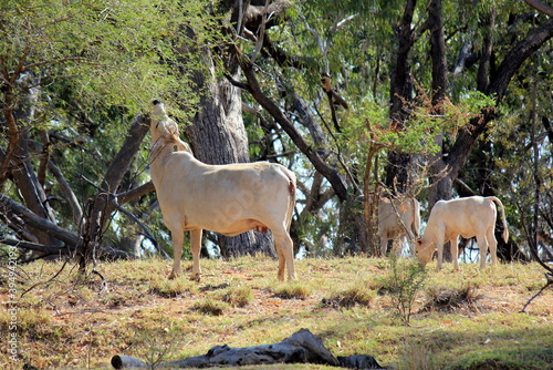 Braham cattles in the Kimberley, Western Australia photo