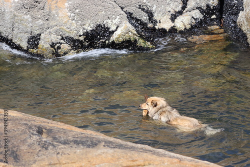 Dog swim in river water background .