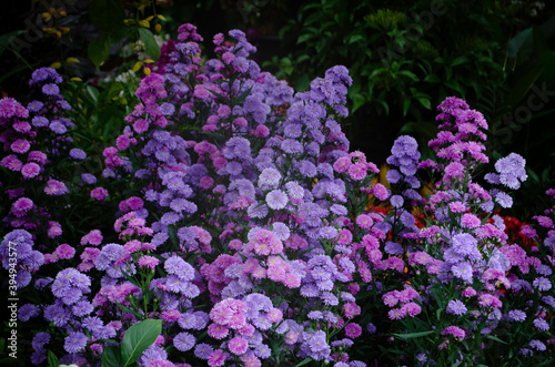 Blue, Purple Flowers