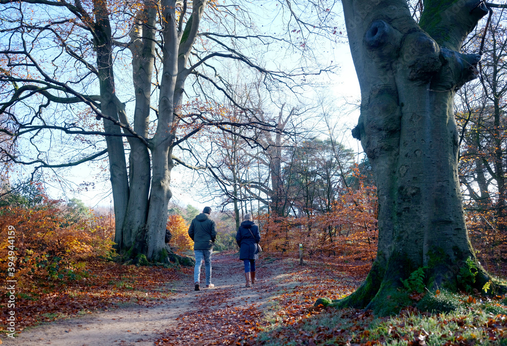 couple walks in autumn forest near utrecht in holland