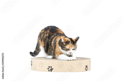 Adul three coloured tabby cat lying on the paper cat scratcher with paws from recyclable cardboard isolated on white background