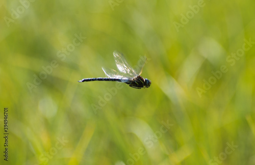 A dragonfly suspended in the air, among high grass. © Giovanni