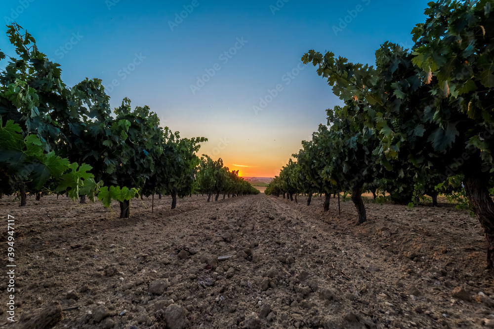 Beautiful scenic vineyard with sunset sky. Rows of grapes in summertime.