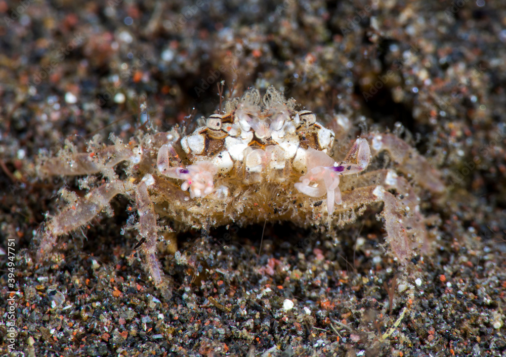 Anemone Boxer-Crab - Lybia sp. Macro underwater world of Tulamben, Bali, Indonesia. 