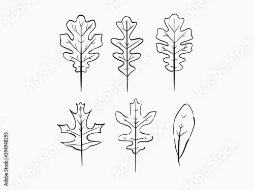 oak vector leaves