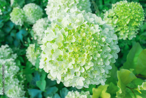Foto Hydrangea paniculata Limelight growing in summer ornamental garden top view
