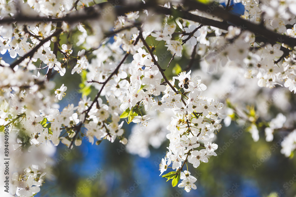 white cherry blossom in early spring time with blue sky in the background