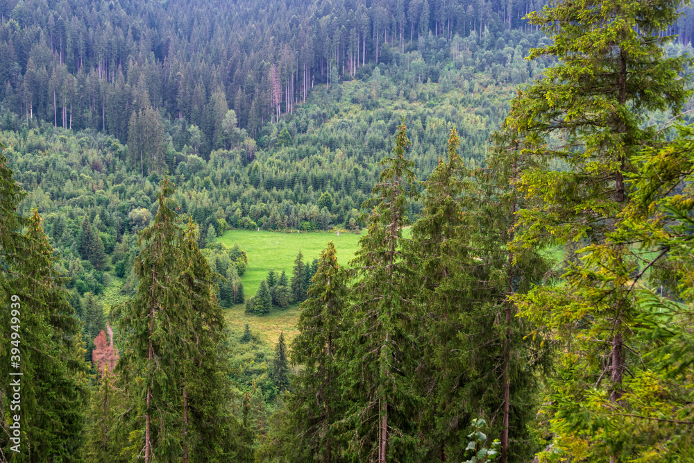 A fir forest landscape from the Fairies Garden, Borsec, Romania