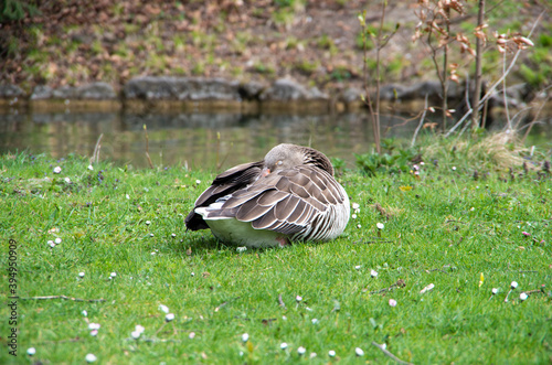 Chilling goose alongside a small lake in the Englischer Garten, Munich, Germany.