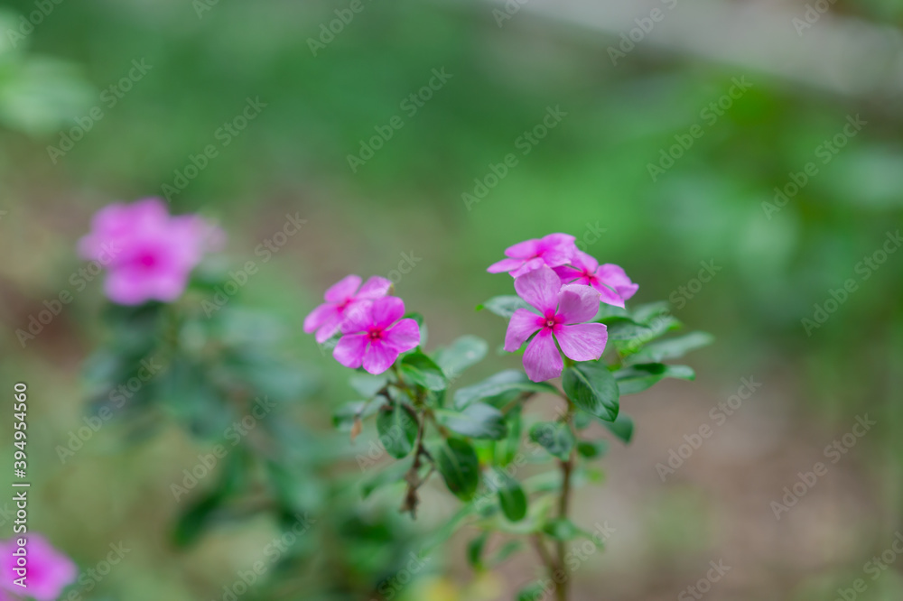 Madagascar periwinkle, Vinca, Old maid, Cayenne jasmine, Rose periwinkle have beautiful purple-pink flowers.