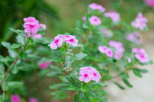 Madagascar periwinkle, Vinca, Old maid, Cayenne jasmine, Rose periwinkle have beautiful purple-pink flowers.