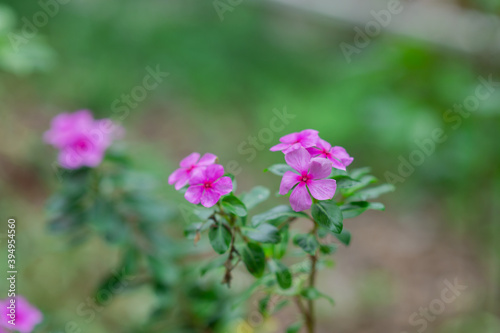 Madagascar periwinkle, Vinca, Old maid, Cayenne jasmine, Rose periwinkle have beautiful purple-pink flowers.