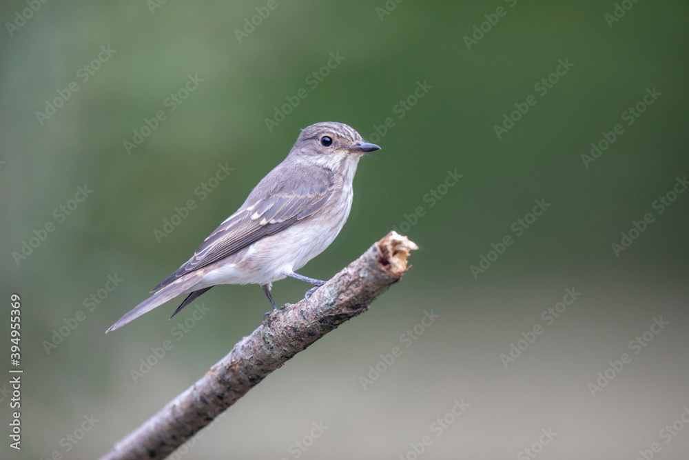 Gobemouche noir femelle Ficedula hypoleuca Gobemouche noir femelle Ficedula hypoleuca