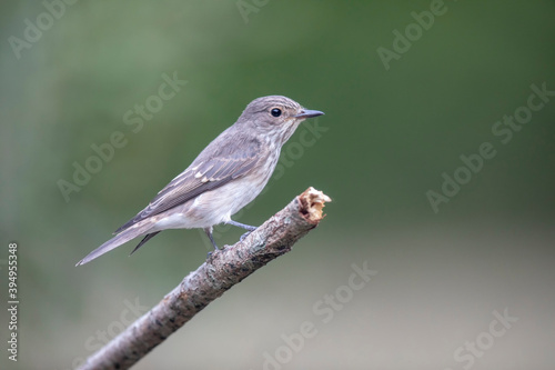 Gobemouche noir femelle Ficedula hypoleuca photo