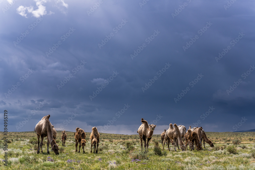 Camels Herd in Mongolia