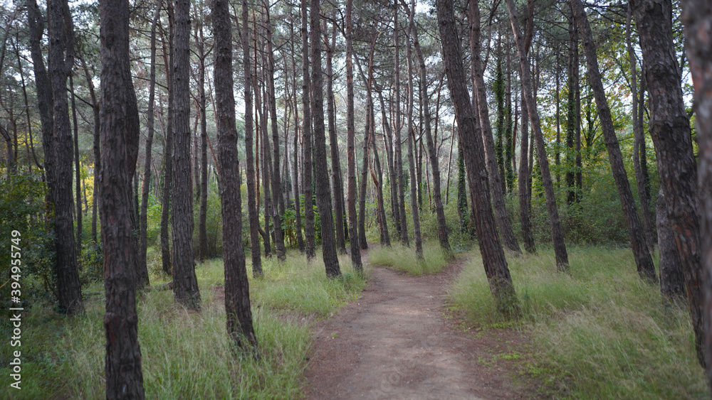 Forest and park scenes from İstanbul Forest and park scenes from İstanbul