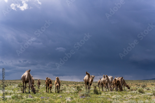 Camels Herd in Mongolia © Daan