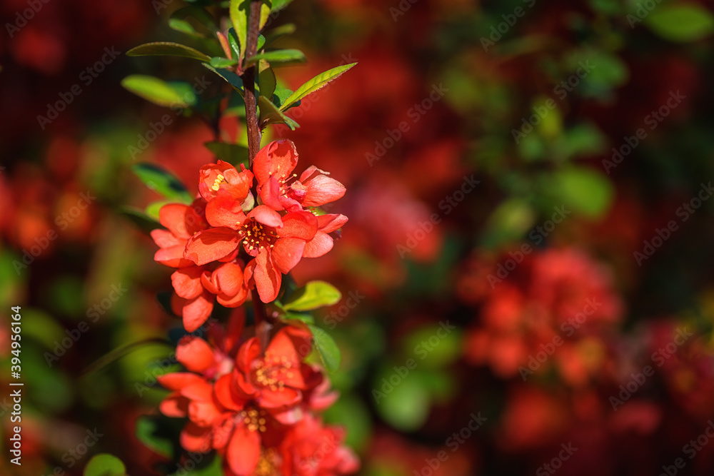 Obraz premium Natural floral background, blossoming of the chaenomeles red flowers in spring sunny garden. Macro image with copy space suitable for wallpaper, cover or greeting card