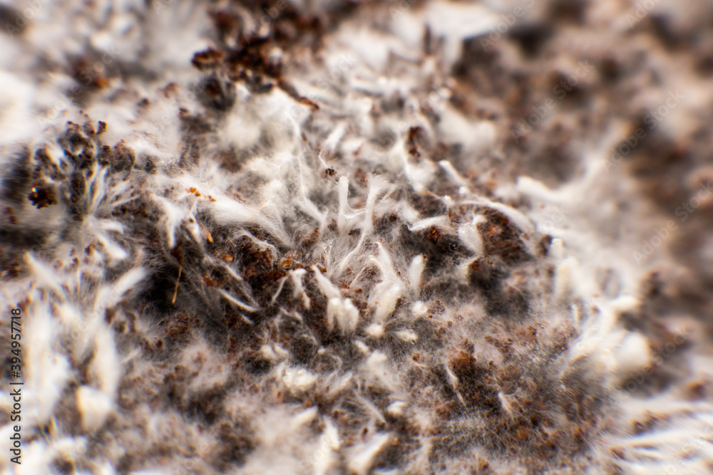 Mycelium filaments on coconut fiber mycelium. Psilocybin mushroom. Grow ...