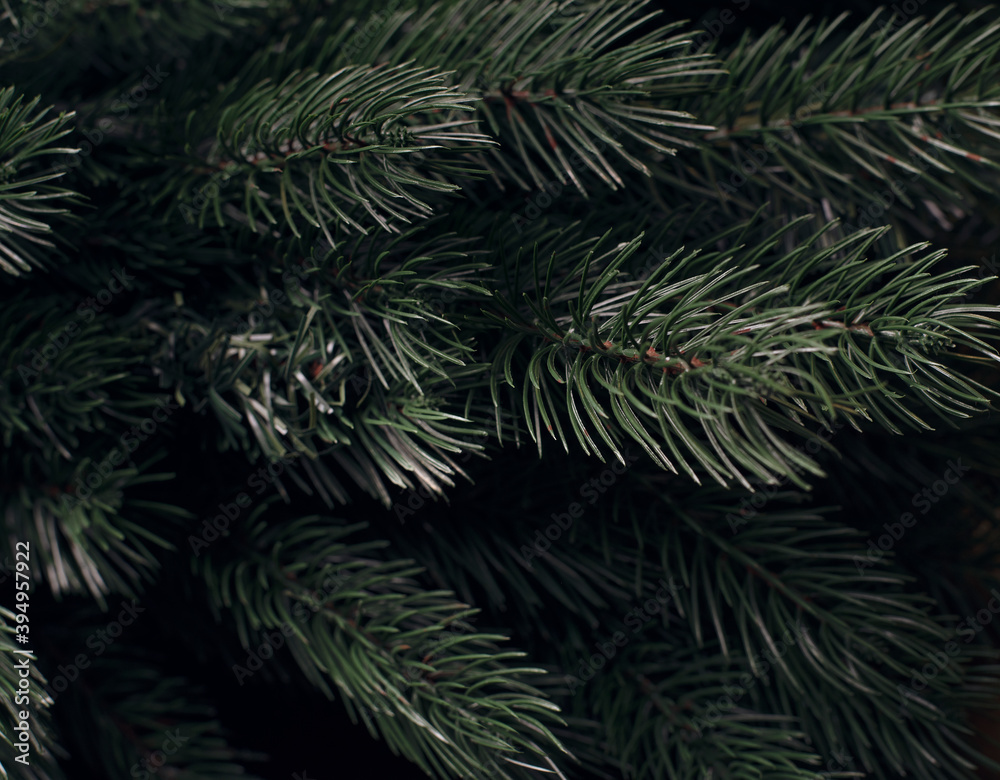 Background of spruce branches. Texture and background.