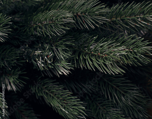 Background of spruce branches. Texture and background.