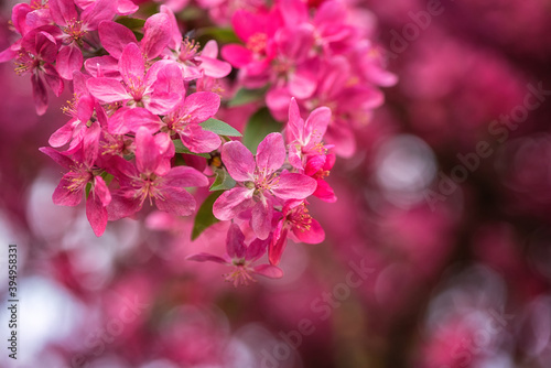 Natural floral background, blossoming of decorative apple tree pink flowers in spring garden. Macro image with copy space suitable for wallpaper, cover or greeting card