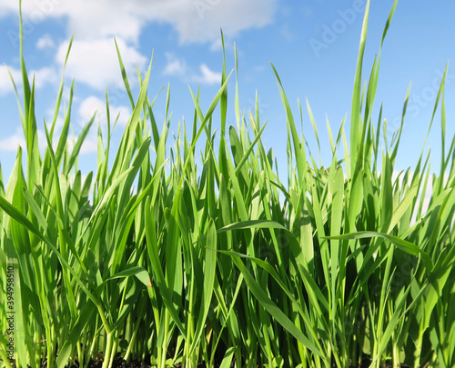 Isolated shot of a grass silhouette against a blue sky. Free space for text. Shot from below the ground.