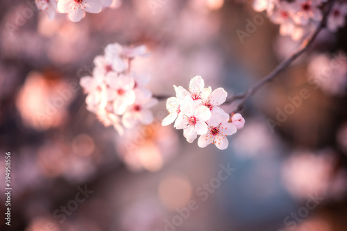 Natural floral background, blossoming of decorative Japanese cherry pink flowers in spring sunny garden. Macro image with copy space suitable for wallpaper, cover or greeting card