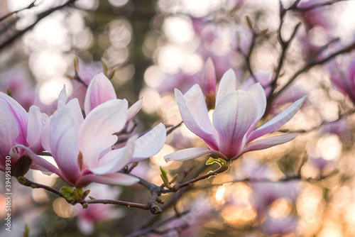 Natural floral background  blossoming of magnolia with beautiful light pink flowers in spring garden. Macro image with copy space suitable for wallpaper  cover or greeting card