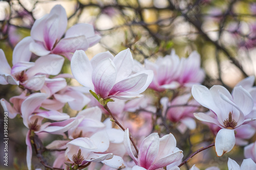 Natural floral background  blossoming of magnolia with beautiful light pink flowers in spring garden. Macro image with copy space suitable for wallpaper  cover or greeting card