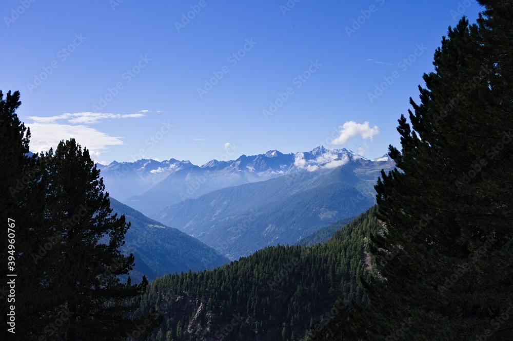 An alpine panorama with mountains and clouds seen from a coniferous forest on a sunny summer day (Alps, Trentino, Italy, Europe)