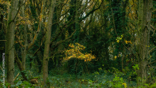 Little golden tree in the forest