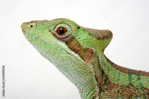 Eastern Casquehead Iguana // Kronenbasilisk (Laemanctus longipes) photo