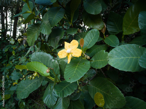 Yellow flower among Giant Highland breadfruit tree leaves, a fig tree from Papua New Guinea (Ficus dammaropsis or Kapiak)/ photo