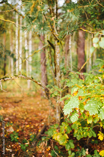 Autumn weather in a birch grove - slender white tree trunks - wet weather with yellow leaves